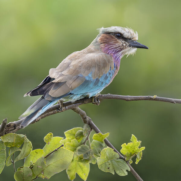 8 Lilac-breasted roller