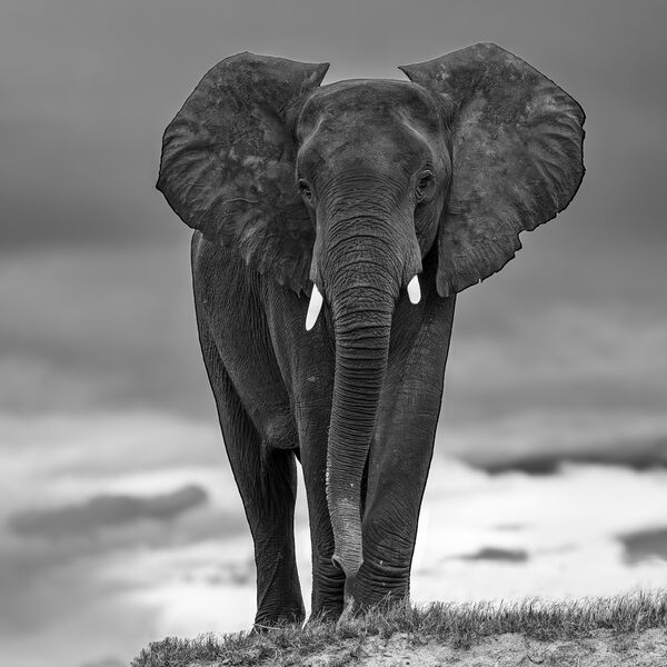 9 Big Tusker  Elephant Mono STH3083 SQ copy 2