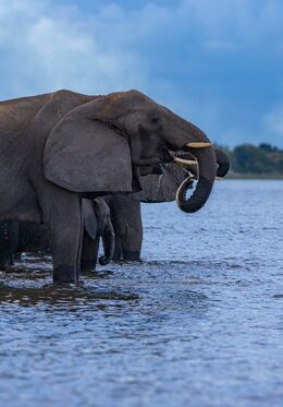 African elephants-3
