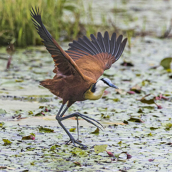 Jacana on lily's pond