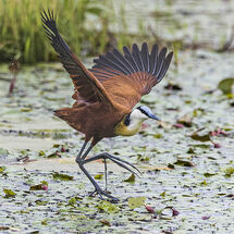 Jacana on lily's pond