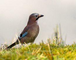Wildlife_Jay 9923
