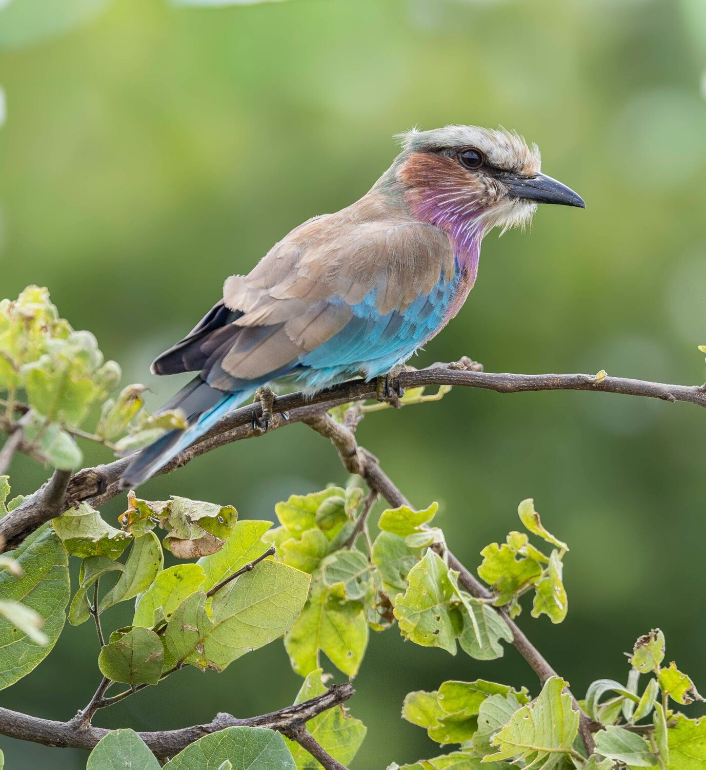 Lilac-breasted roller