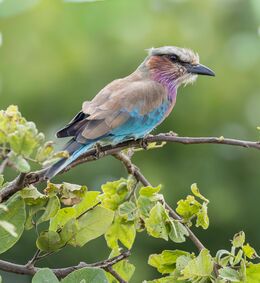 Lilac-breasted roller