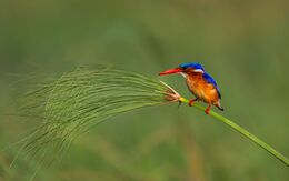 Malachite Kingfisher