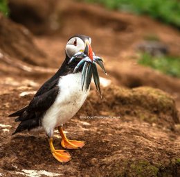 Wildlife_Puffin 2920