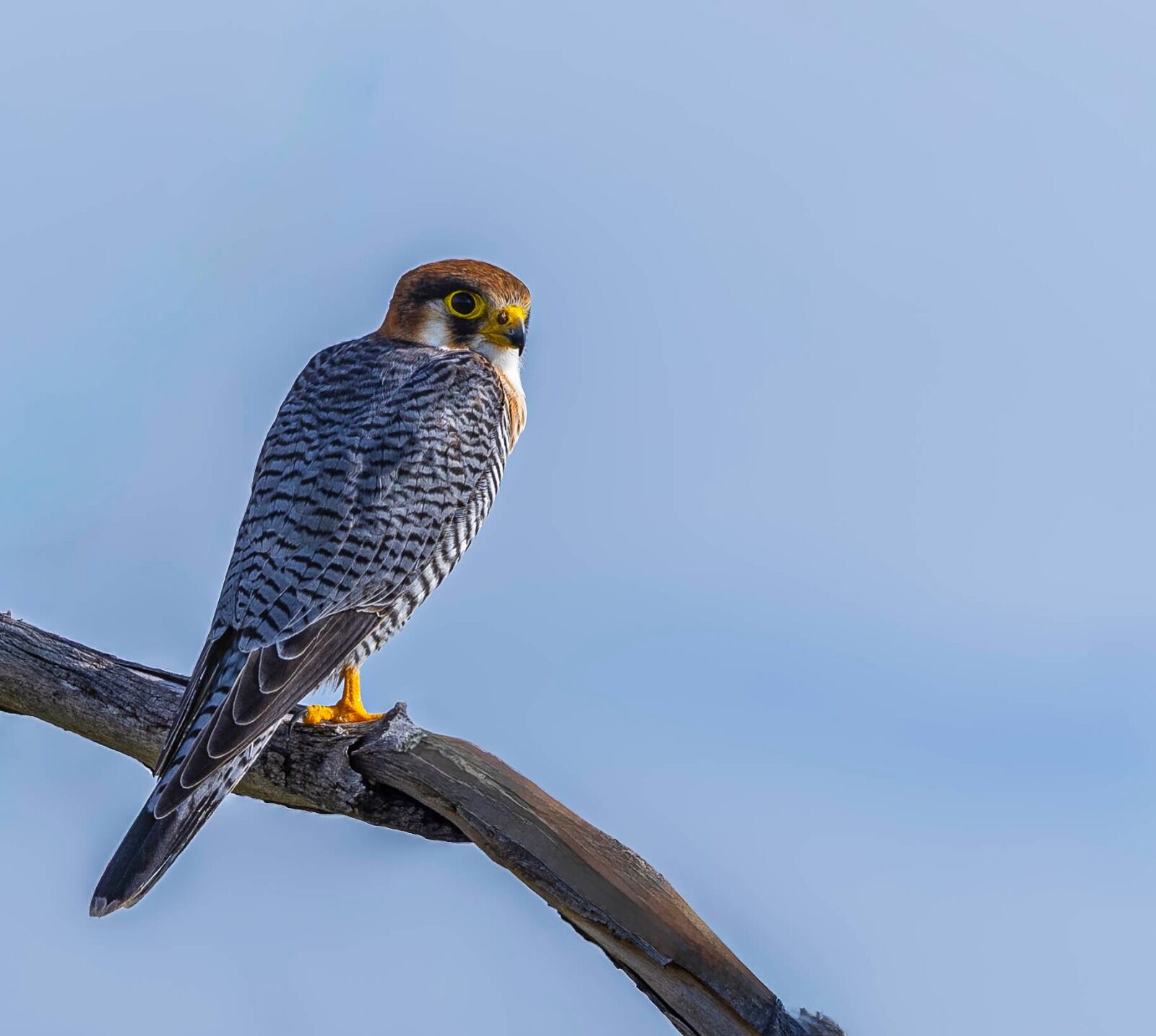 Red Necked Falcon