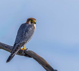 Red Necked Falcon
