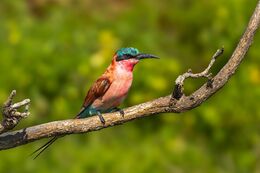 Southen Carmine Bee-eater