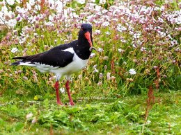 Wildlife_Oysterchatcher 2972