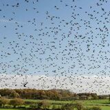 Cotswold Wildlife & Flora