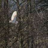 Barn Owl