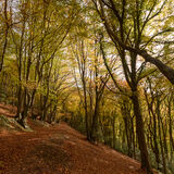 Beech woods