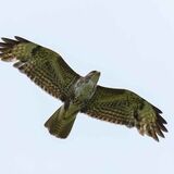 Buzzard