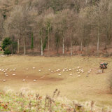 Tending sheep in winter