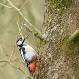Great Spotted Woodpecker