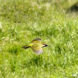 Green Woodpecker