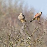 Kestrel pair