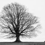 Lone tree of winter