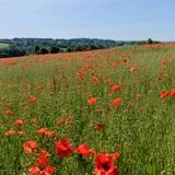Poppies