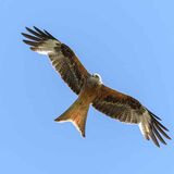 Red Kite