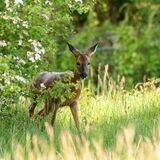 Roe Deer