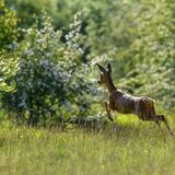 Roe Deer #2