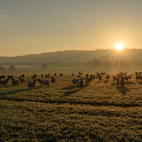 Sheep at sunrise
