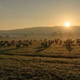 Sheep at sunrise