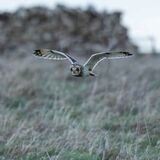 Short Eared Owl