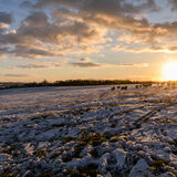 Snow sheep