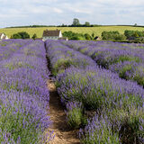 Snowshill lavender