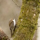Treecreeper