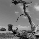 Fallen