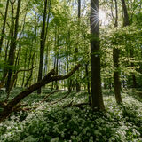 Wild garlic