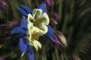 An image from "Flower Impressions"