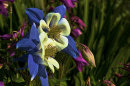 An image from "Flower Impressions"