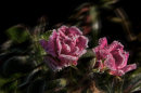 An image from "Flower Impressions"
