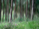 Enchanted forest