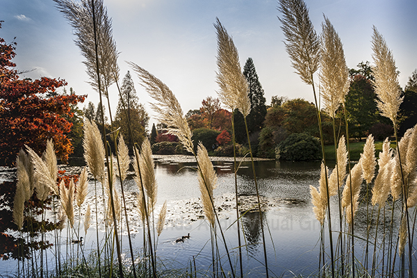 An image from "On Golden Ponds"