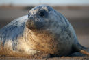 An image from "Donna Nook"