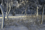 An image from "The January Man"