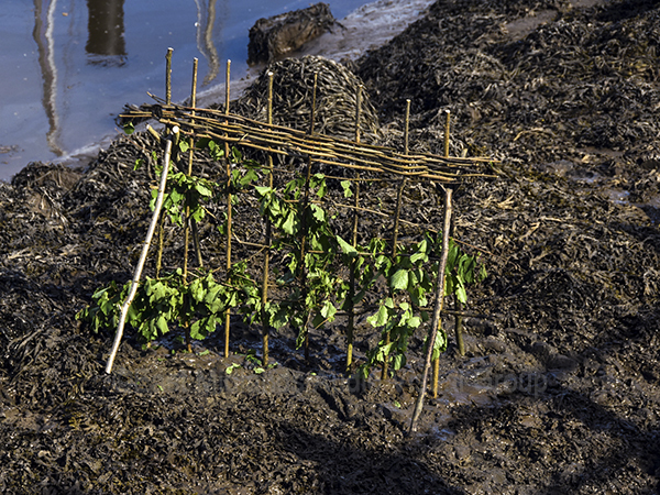 An image from "Penny Hedge"