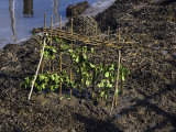 An image from "Penny Hedge"
