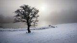 An image from "Soft Falls the Light"
