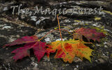 An image from "The Magic Forest"