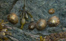 An image from "She sells seashells"