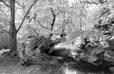 Danburt Lakes 4 - IR