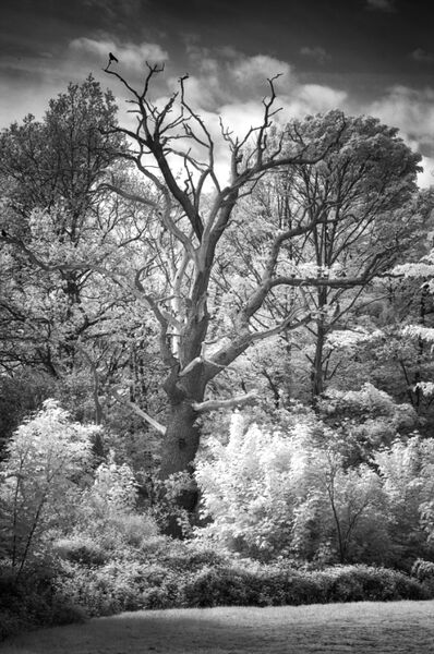 Danbury Lakes 1 - IR