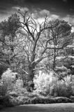 Danbury Lakes 1 - IR